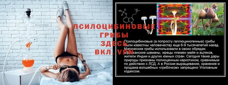 Псилоцибиновые грибы Cubensis  МЕГА tor  Красноуфимск 